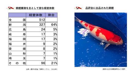 鯉|日本伝統の「泳ぐ芸術品」錦鯉について学ぼう：農林水産省